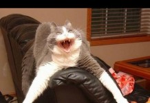 Collection divertente di gatti