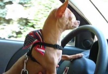 Chihuahua adora il gelato