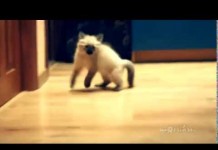 Quando il gatto… attacca