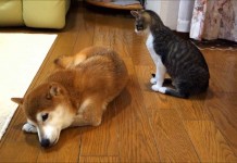 Luce e Lattea amici inseparabili