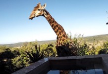 Giraffa beve… dalla piscina