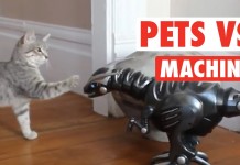 Cani, gatti e giocattoli