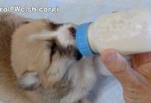 È l’ora del biberon