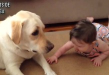 Bambini svegli che giocano con i Labrador