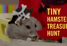 Criceti e caccia al tesoro