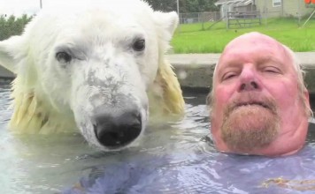 L’uomo che nuota con un orso polare