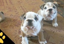 I bulldog sono incredibili