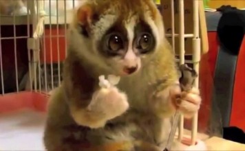 L’animale più tenero e dolce al mondo