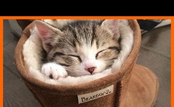 Animali addormentati