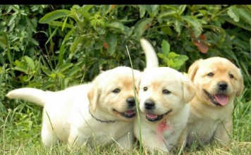 Piccoli teneri cuccioli