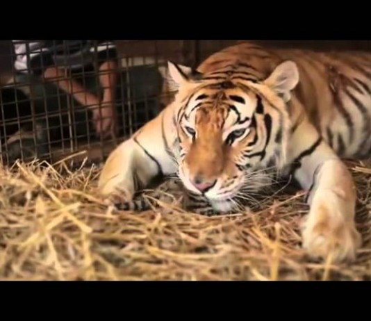 Un uomo aiuta una tigre a partorire e…