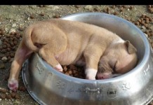 16 cani molto stanchi