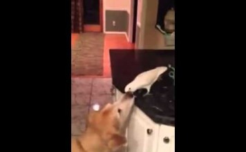 Pappagallo imbocca il cane