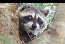 Un procione divertente e simpatico