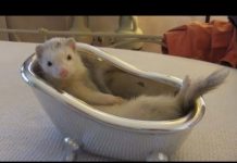 Animali divertenti e simpatici