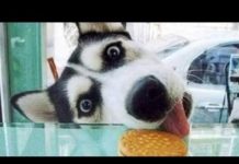 Husky, il ladro maestro