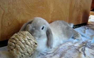 Coniglio gioca con palla