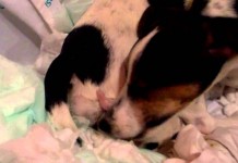 Stella diventa mamma