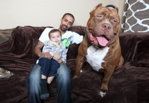 Hulk, il pittbull gigante