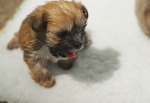 Mamma gatta adotta cucciolo di cane