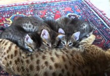 Lucy e i suoi sei cuccioli