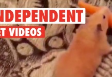 Animali indipendenti