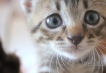 The history of the cat room