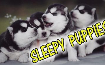 Un sonno movimentato