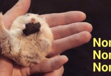 Io mangio in qualunque posizione