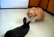 Gatto incontra coniglio
