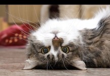 Cani e gatti curiosi e giocherelloni