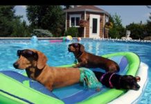 Dog Pool Party
