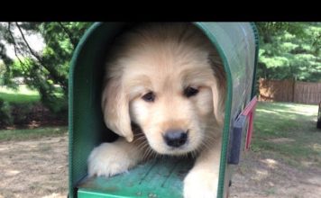 Cucciolo tenerissimo