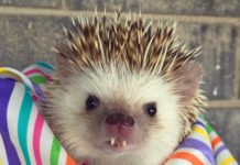 Huff, il riccio vampiro