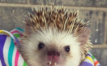 Huff, il riccio vampiro Huff, il riccio vampiro