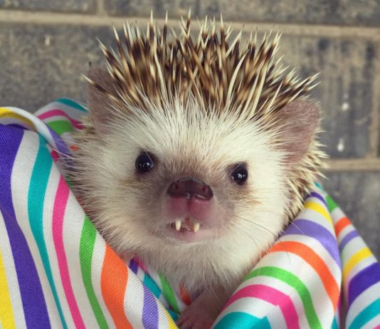 Huff, il riccio vampiro