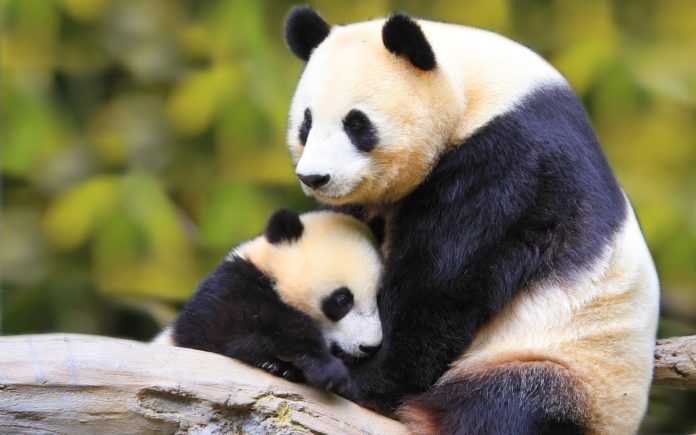 Mamma panda