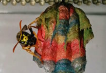 Quando la vespa è arte