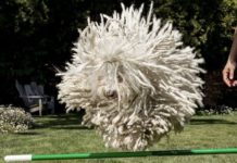 Riuscite a trovare Beast? Riuscite a trovare Beast?