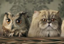 Salva un gufo e lui ricambia il favore con tanti regalini Gufo