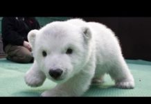 Baby Polar Bear
