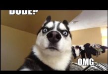 Animali divertenti, la compilation