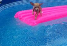 Swimming Chihuahua