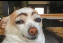 Funny animals compilation