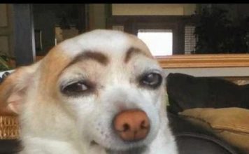 Funny animals compilation