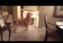 Golden Retriever gioca a nascondino