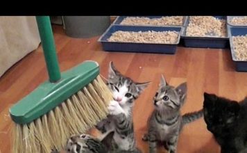 Pulizie di casa… con i gatti