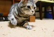 Che strano rumore, cosa sta succedendo?