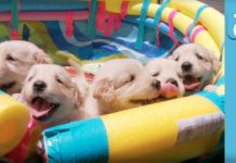 Cuccioli di golden – la compilation