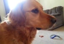 Border Collie: confusion, panic… play!